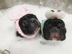 -Oh My Dog宠物沙龙(伊珊娜皮毛护理店)