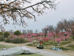 -秀丽东方