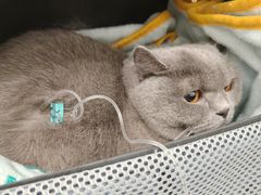 -悦宠动物医院(京丰分院)