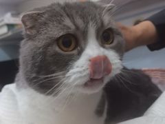 -纳吉亚猫专科动物医院·北北分院