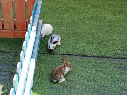 -萌宠亲子动物乐园(槐房万达店)