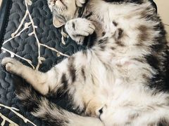 -平行世界·猫咖(首经贸店)