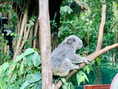 -广州长隆野生动物世界