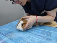 -关爱宠物医院·猫科中心·消化科(滨湖万达分院)