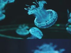 -石家庄海洋公园