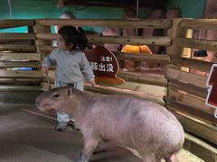 -正佳雨林生态植物园