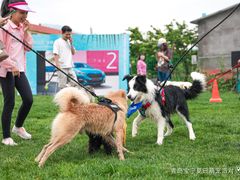 -趣玩宠物乐园寄养训犬训狗游泳池