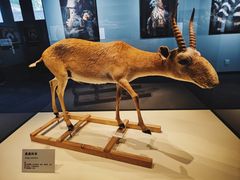 -国家自然博物馆