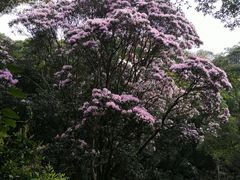 -梧桐山风景名胜区