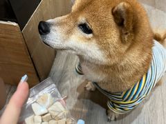 -柴迷FANS CLUB·柴犬狗咖·猫咖