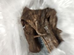 -张鸭子重庆特产卤味小吃(未来国际店)