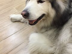 -李小姐の猫咖啡馆(五角场店)