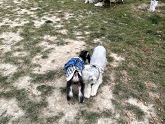 -爪吧宠物乐园 (温榆河示范区店)