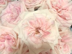 -循礼门鲜花花市(武汉循礼门店)