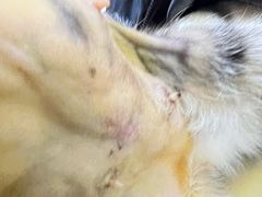 -宠颐生汉谟拉比宠物医院