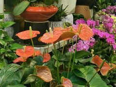 -双季花艺园艺市场(浦东店)