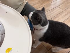 -李小姐の猫咖啡馆(五角场店)