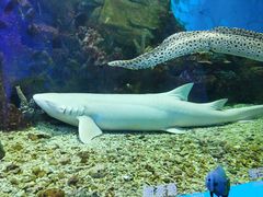 -顺德南宏海立方海洋公园