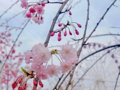 -顾村公园