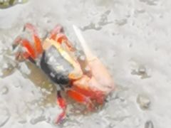 -北海金海湾红树林生态旅游区