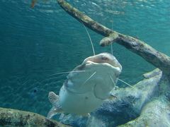 -上海海洋水族馆