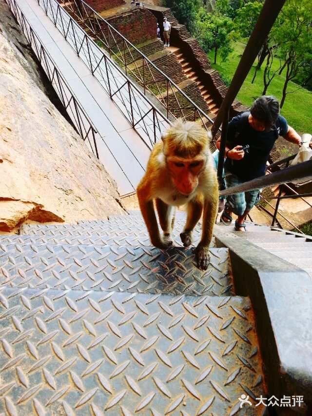 鲸鱼们都会浮出水面换气，再次下潜的时候，就能照到尾鳍