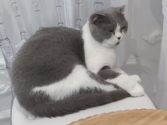 -共舞时光猫咖·狗咖(新街口店)