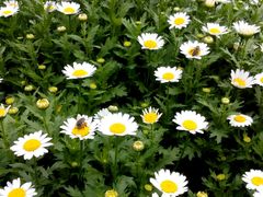 -松山湖梦幻百花洲