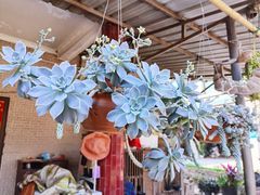 -抚仙湖生态石锅鱼野生菌(告庄店)