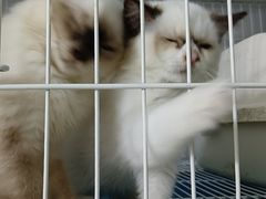 -喵的天空名猫咖啡馆·撸猫·猫舍·用品