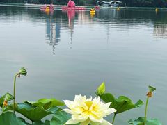-莲花池公园