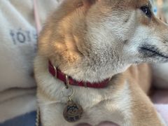 -柴犬高等学院·狗咖·柴犬售卖·宠物训练