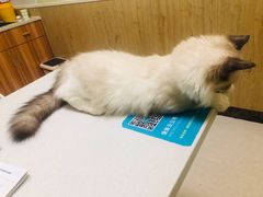 -瑞鹏宠物医院·骨科·猫科·内科(第一中心)
