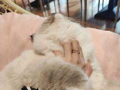 -绒爪撸猫下午茶·猫咖