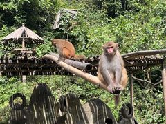 -西双版纳原始森林公园