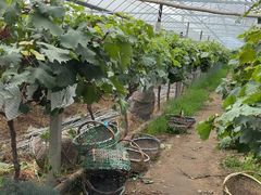 -马陆小张葡萄园农家乐