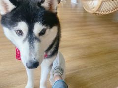 -Husky Go! 哈士奇体验馆·宠物咖啡厅狗咖