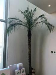 -安吉拉青春化管理中心