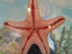 -上海海洋水族馆