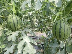 -庞各庄翠芳园西瓜蔬菜基地采摘园