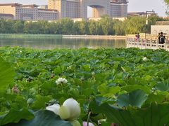 -莲花池公园