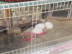 -神户市立六甲山牧场