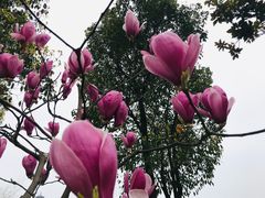 -铁山坪森林公园