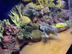 -上海海洋水族馆