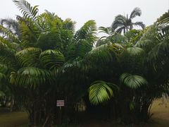 -中国科学院西双版纳热带植物园