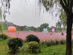 -滕州微山湖红荷湿地景区