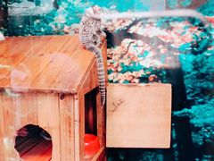 -上海大自然野生昆虫馆(东方明珠·爬宠昆虫探索中心)