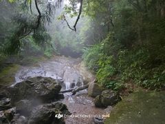 -天目山大树王景区