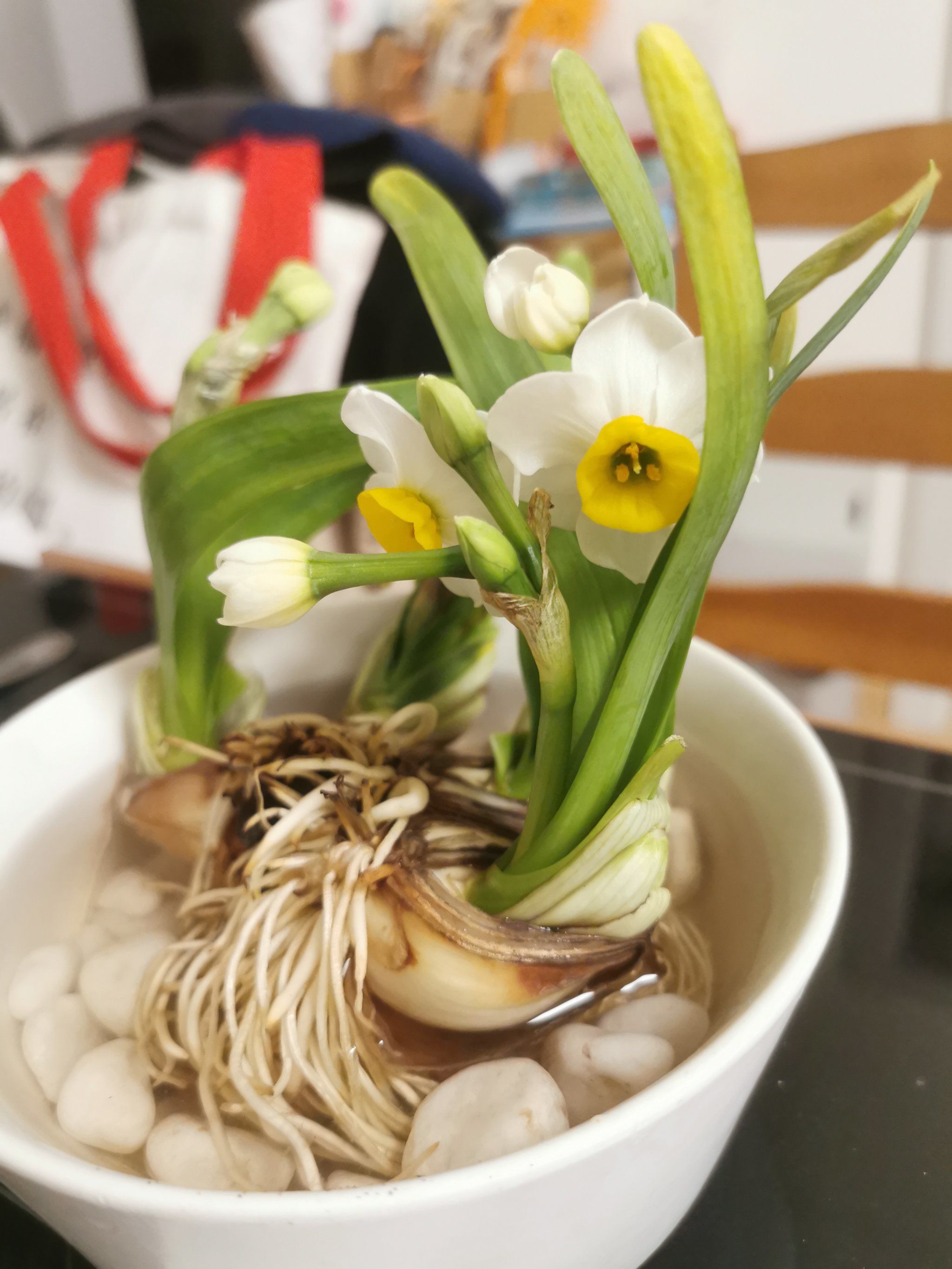 春节办年货怎么能少了水仙