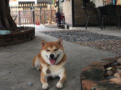 -柴犬高等学院·狗咖·柴犬售卖·宠物训练